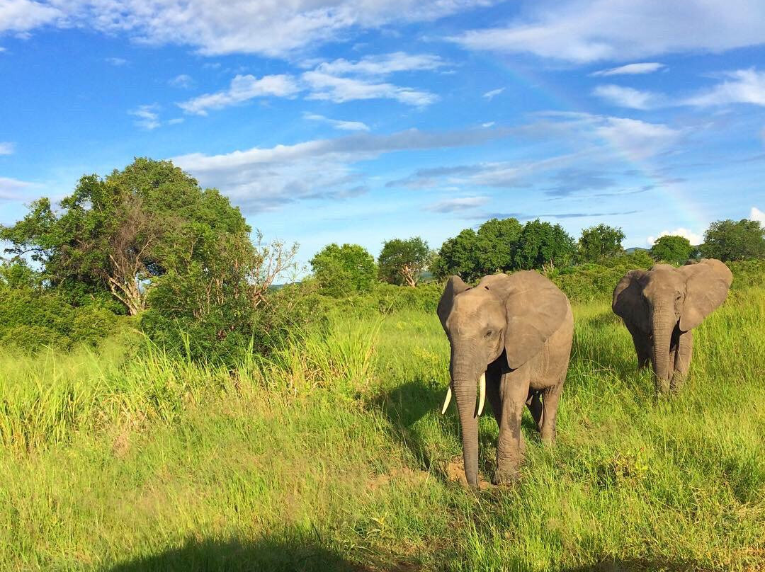 Mikumi Wildlife Camp主图