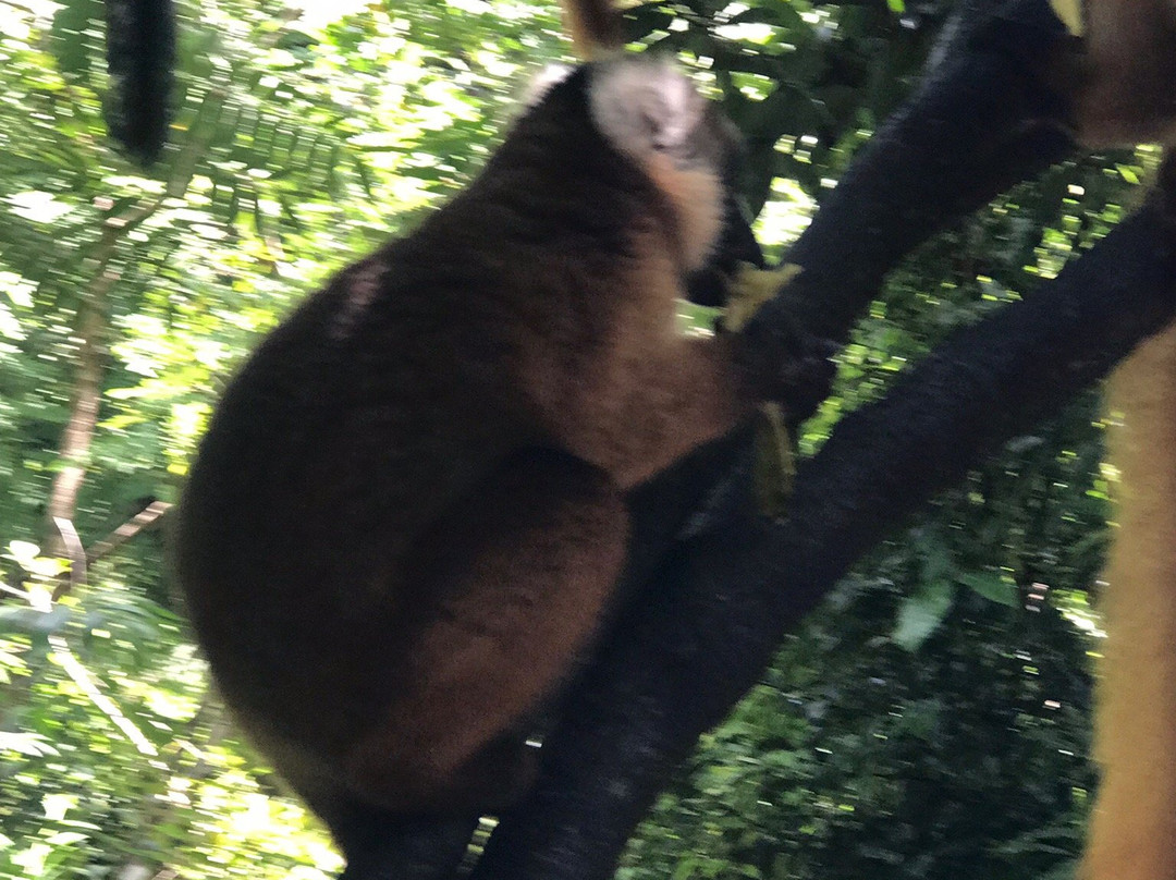 Black Lemur Sanctuary景点图片