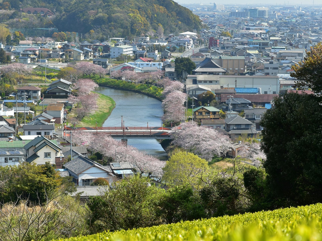 Katsumata River Cherry Blossoms景点图片