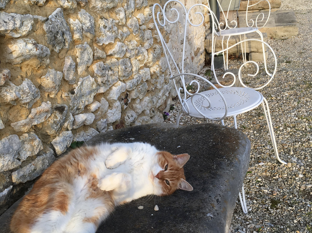 Le Relais Du Chat Prosper主图