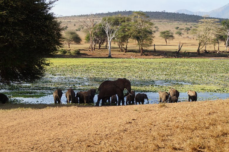 Tsavo Safaris Tours景点图片