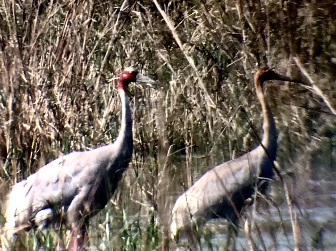Hotel Bharatpur Ashok (Forest Lodge)主图