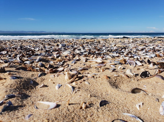 Dolphin Sunrise主图