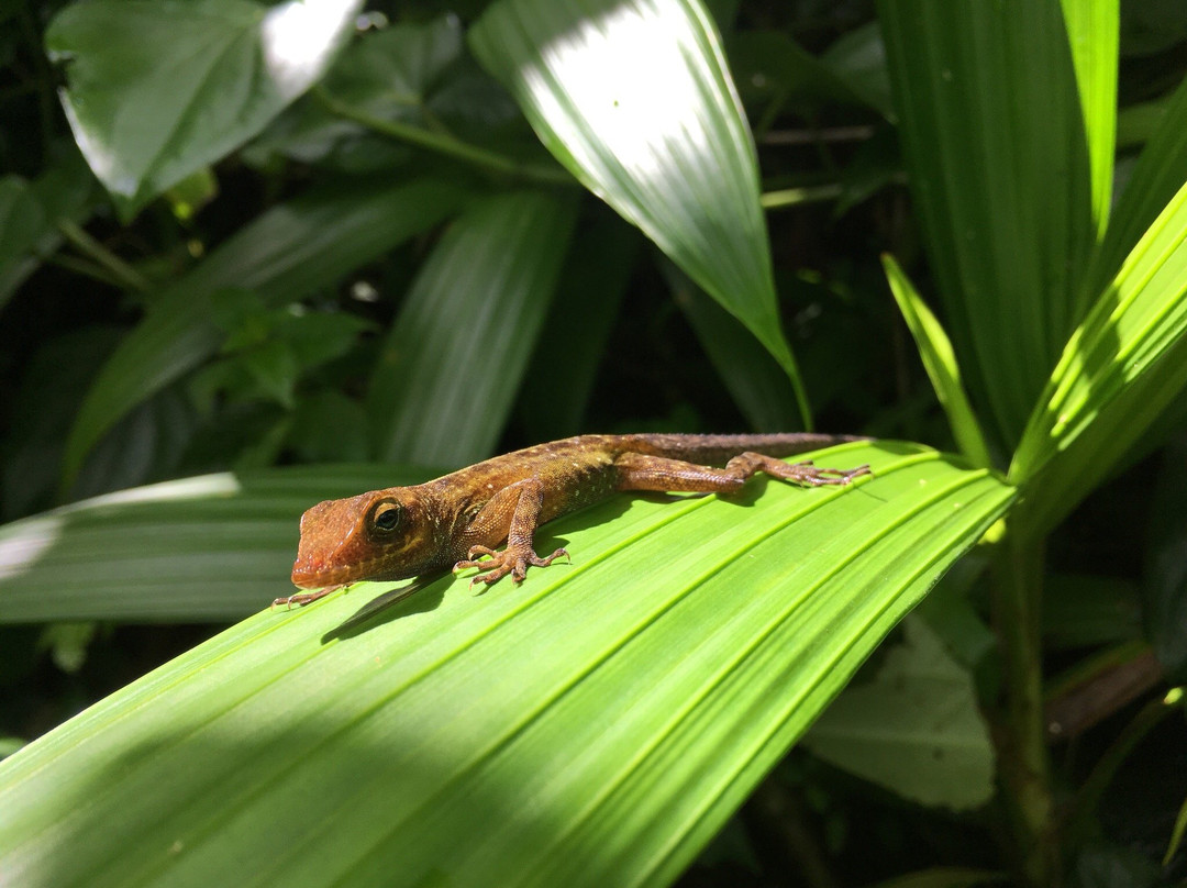 Boeri Lake-Morne Trois Pitons National Park必去景点