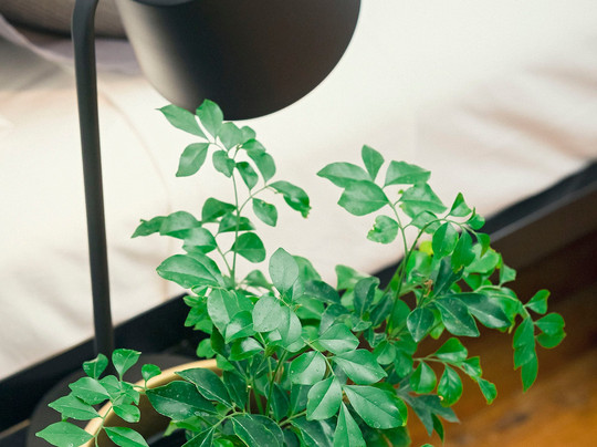 Hotel Cunnamulla Restaurant主图