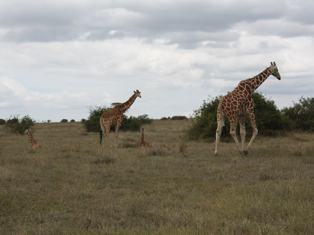 Afrolink Adventures-内罗毕必去景点