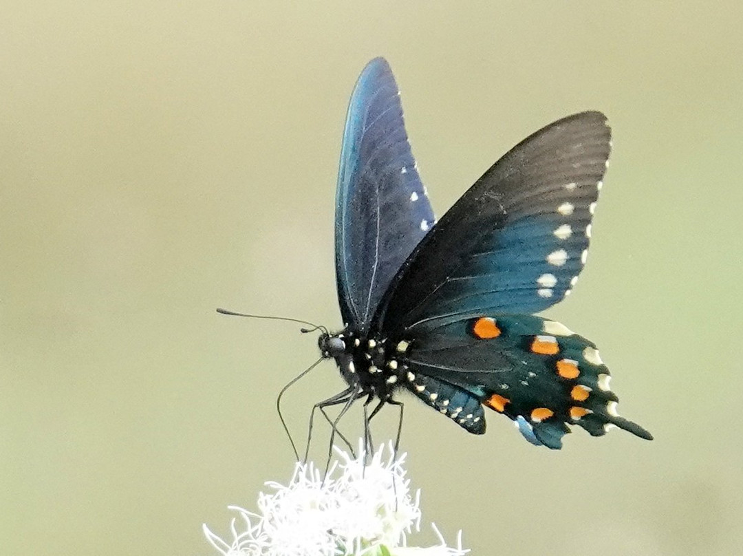 Paco's Reserva De Flora & Fauna-马萨特兰必去景点