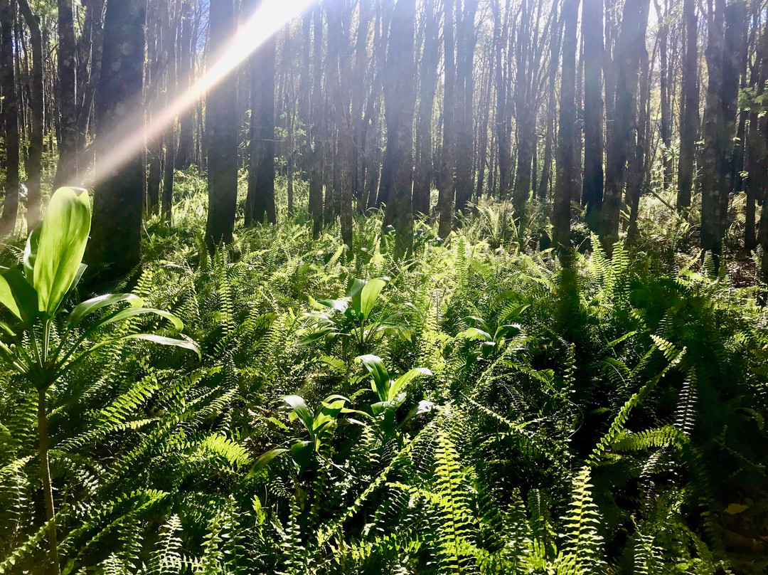 Makawao Forest Reserve景点图片