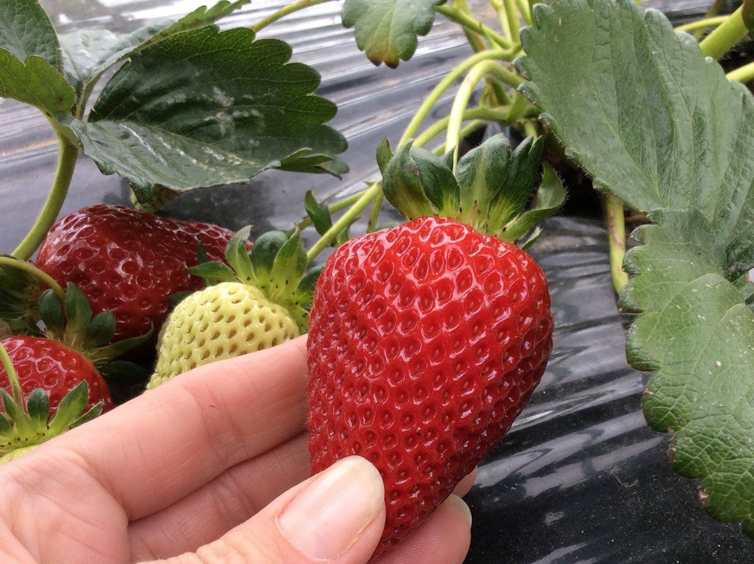 Surf Coast Strawberry Fields