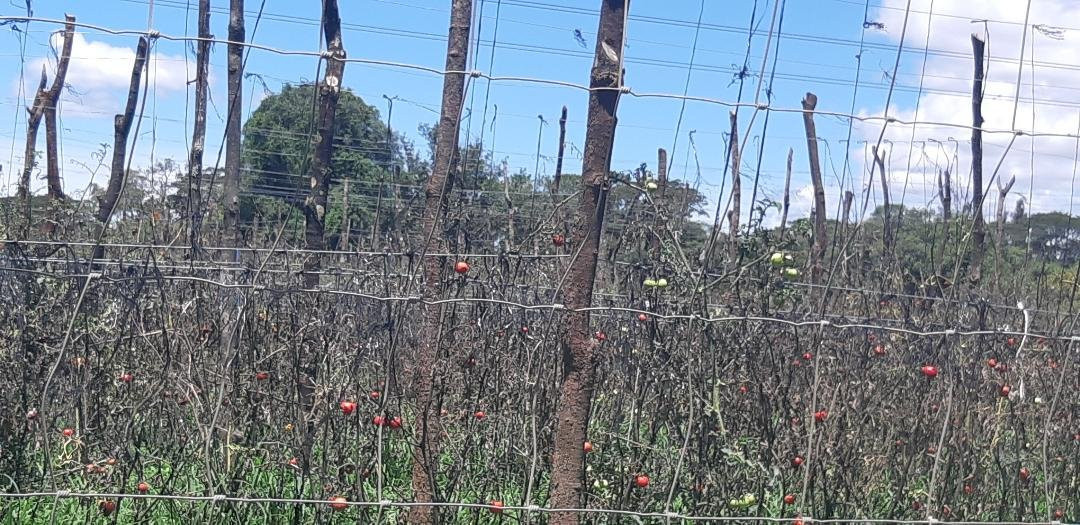 Akabashi Bar and Campsite-Chingola必去景点