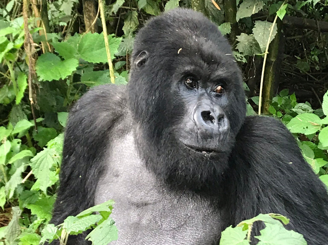 Albertine Tours-吉佳利必去景点
