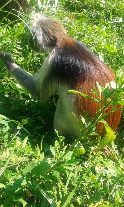 Kassidi Zanzibar Tours and Safaris-石头城必去景点