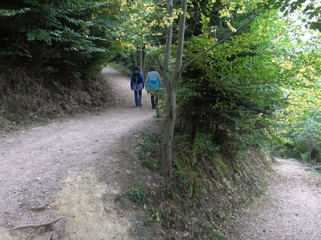 Baumkronenweg Waldkirch景点图片