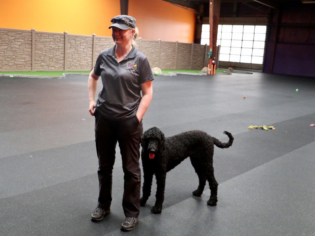 Wagg'n Indoor Dog Park景点图片