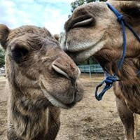 Calamunnda  Camel Farm景点图片