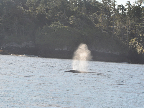 Cleanline Sportfishing Charters-托菲诺必去景点