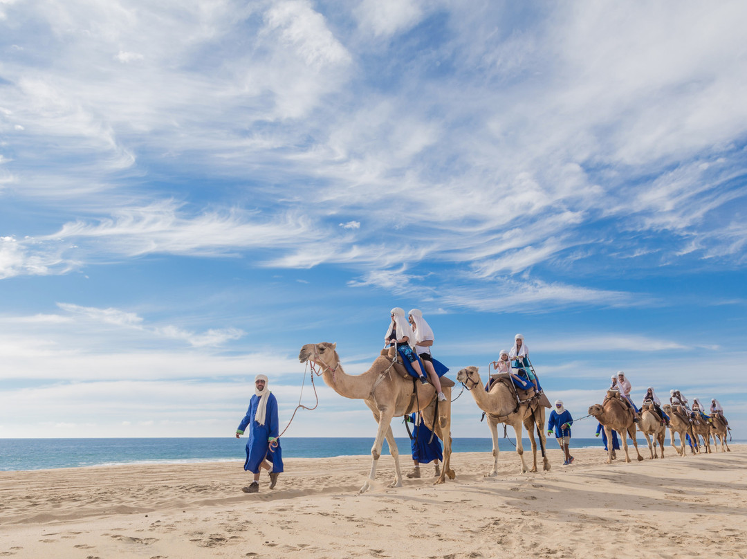 Cabo Adventures-卡波圣卢卡斯必去景点