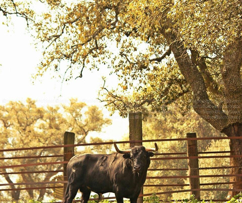 Ganaderia Gavira-Los Barrios必去景点