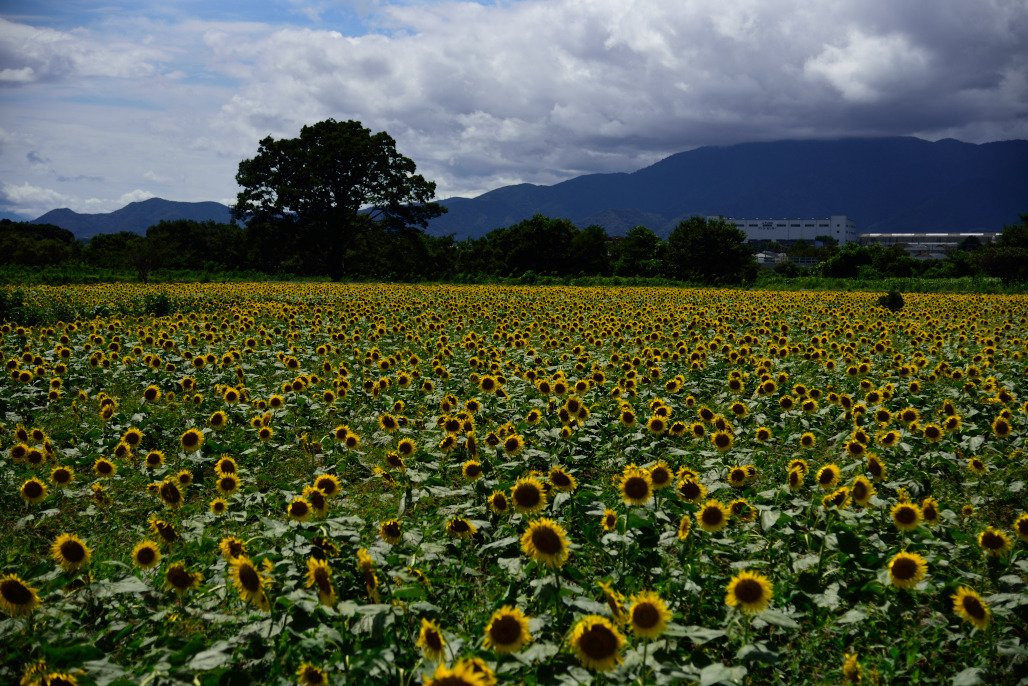 Himawari Park景点图片