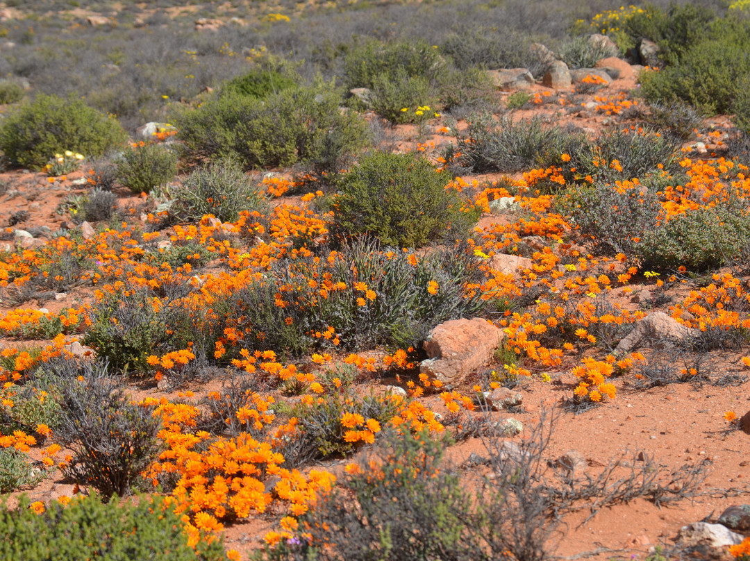 北开普省旅游景点-Goegap Nature Reserve
