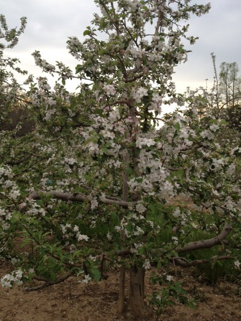 Mountain Fresh Orchards景点图片