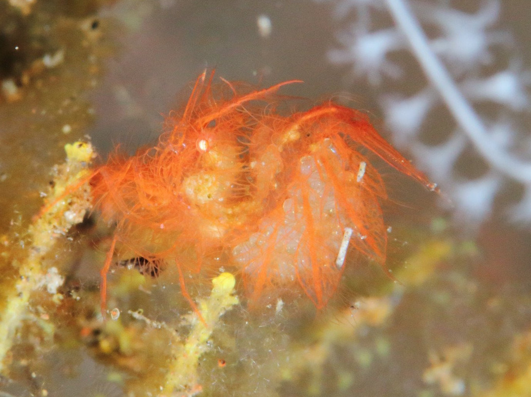 Mama Dive Amed-艾湄湾必去景点