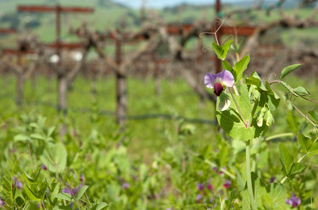 Blended, a Winemaker's Studio-吉尔罗伊必去景点