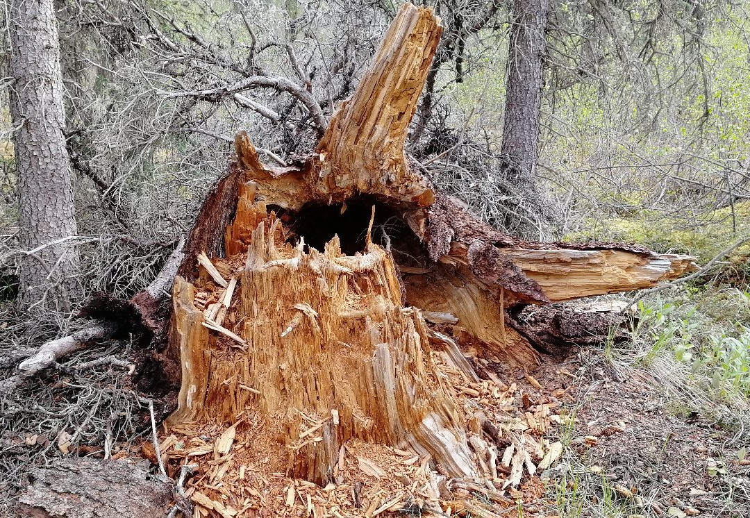 Jàk Territorial Park-Inuvik必去景点