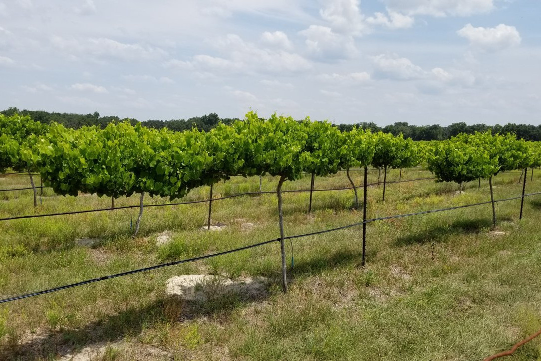 Strong Tower Vineyard景点图片