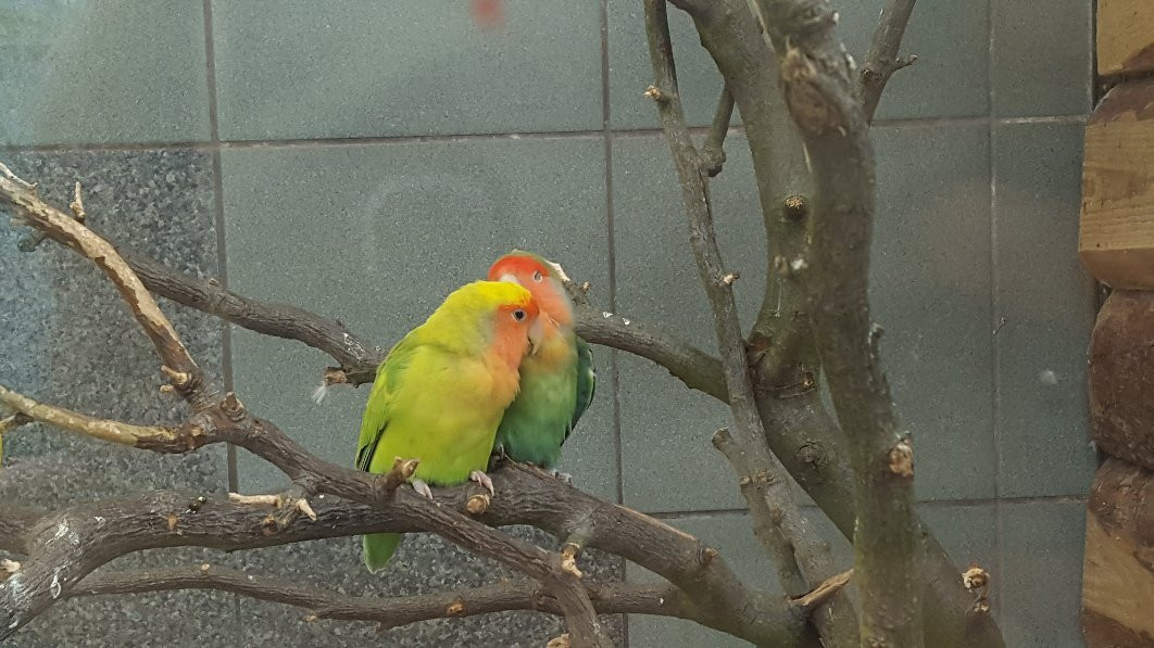 Zoo & Botanical Garden景点图片