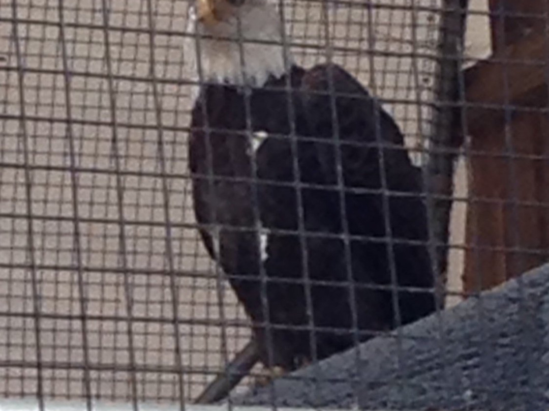 Wildlife Center of Virginia-韦恩斯伯勒必去景点