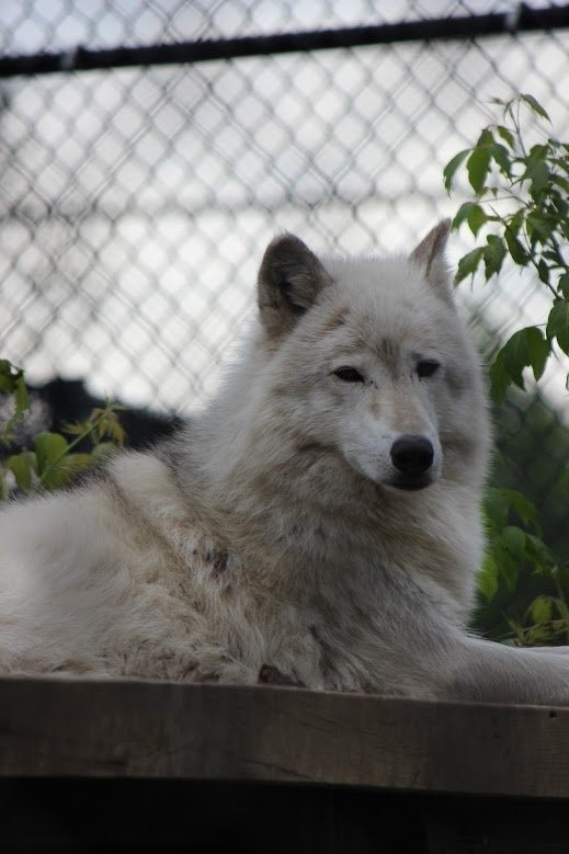 Pine Grove Zoo-Little Falls必去景点