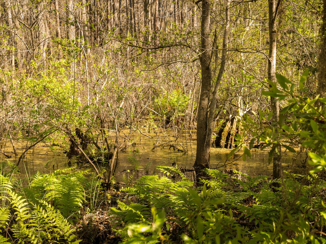 Prairie Creek Preserve景点图片