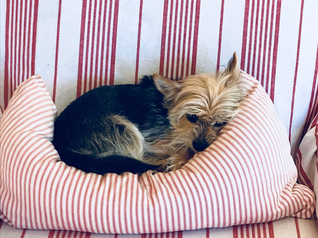 Tranquility Guest House主图