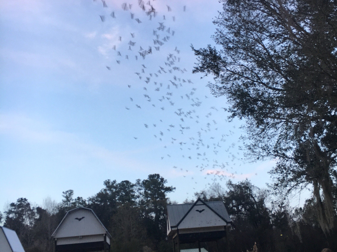 University of Florida Bat House景点图片