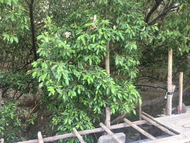 Bangpu Nature Education Center-北揽必去景点
