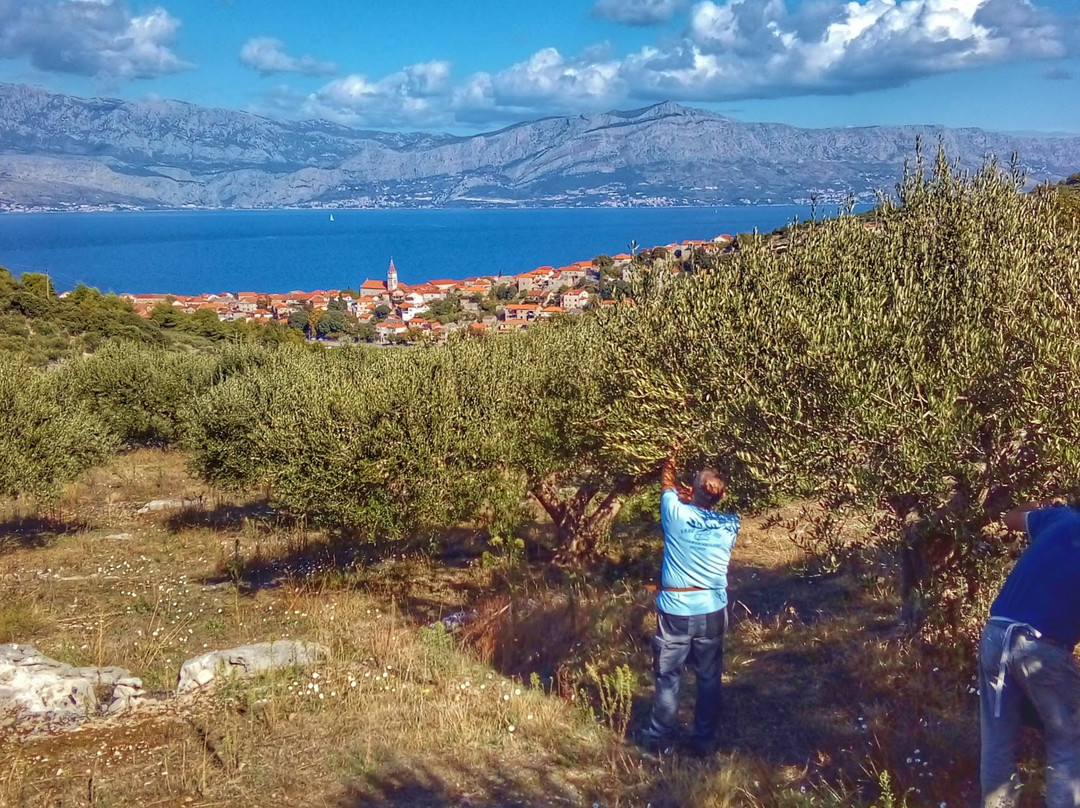 Apartments Island of Brac - Villa Nela主图