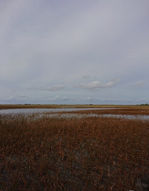 Alligator Tours-哈伦代尔海滩必去景点