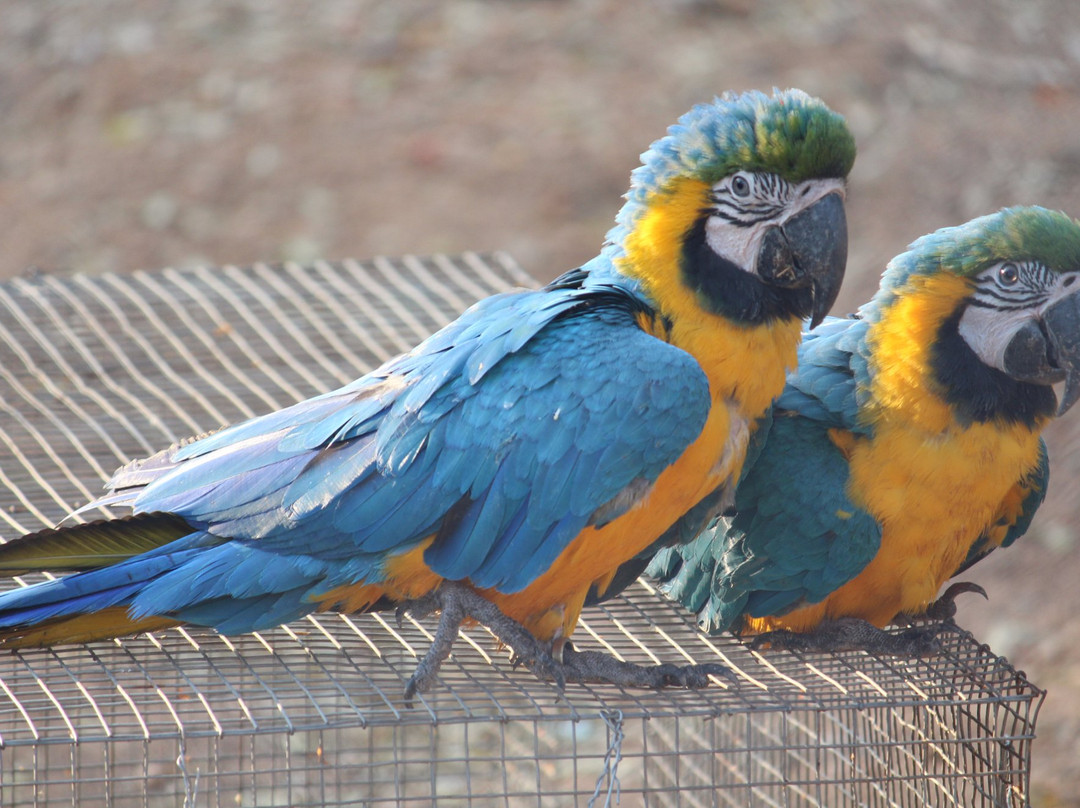 Mayuri Nursery-Mahbubnagar必去景点