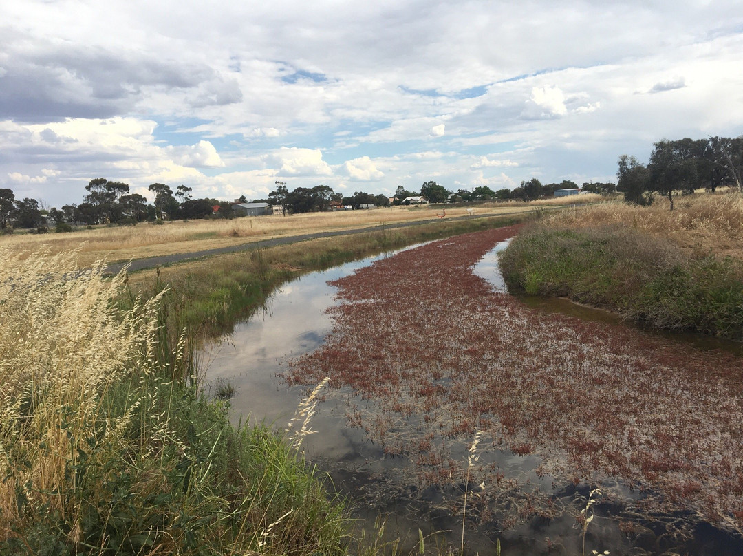 Minyip Wetlands-Minyip必去景点