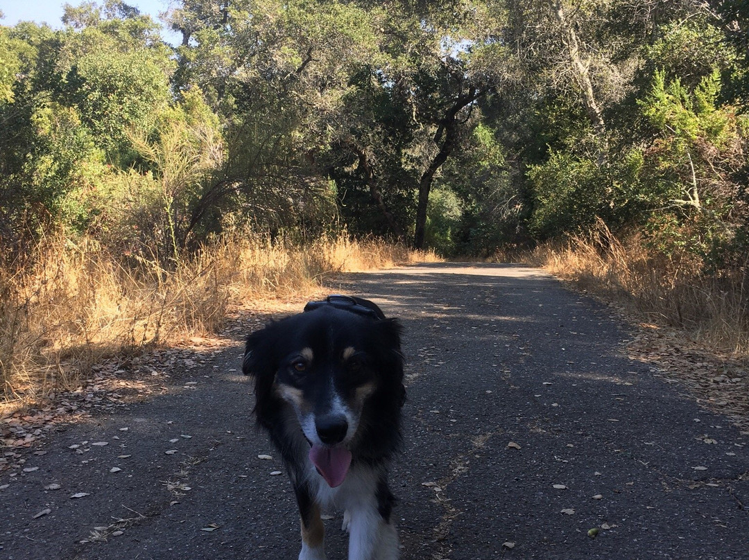 Pulgas Ridge Preserve-雷德伍德城必去景点
