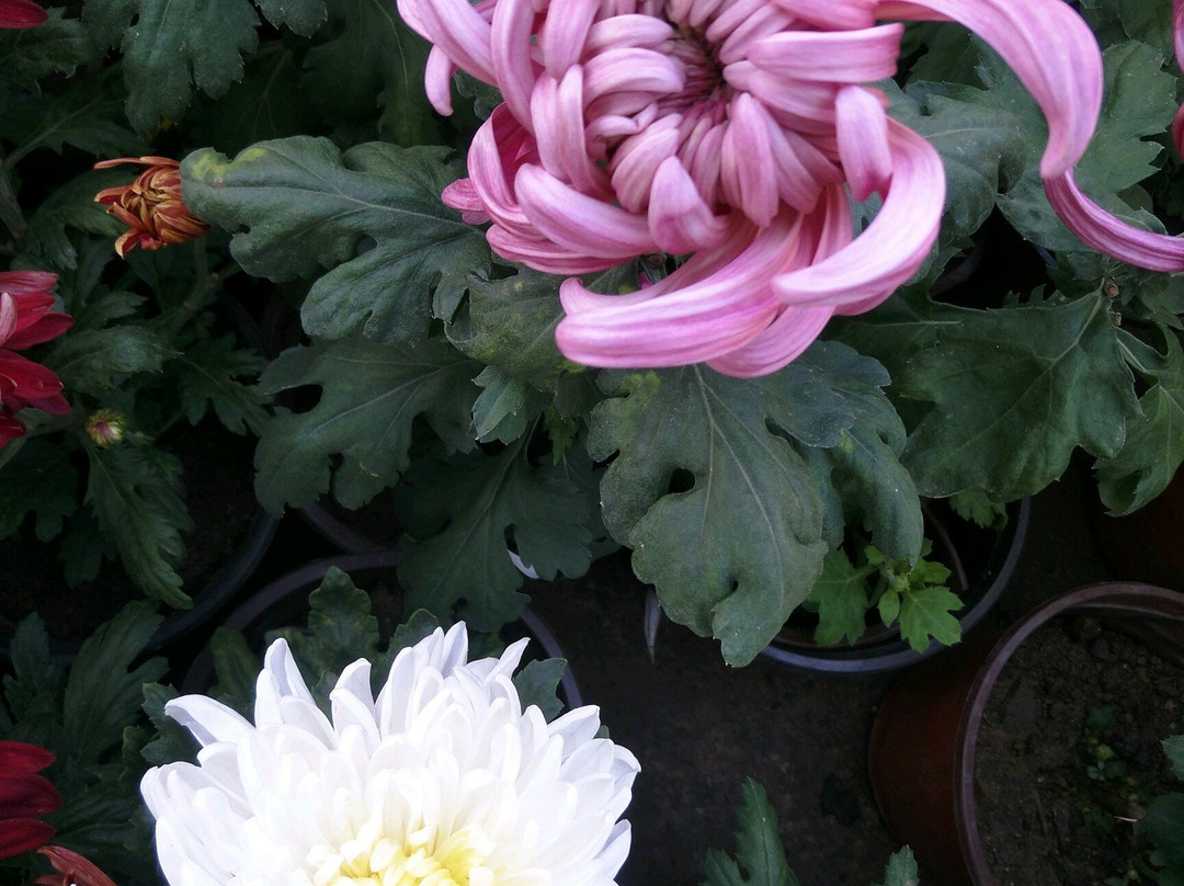 朝阳慕容街-朝阳市必去景点