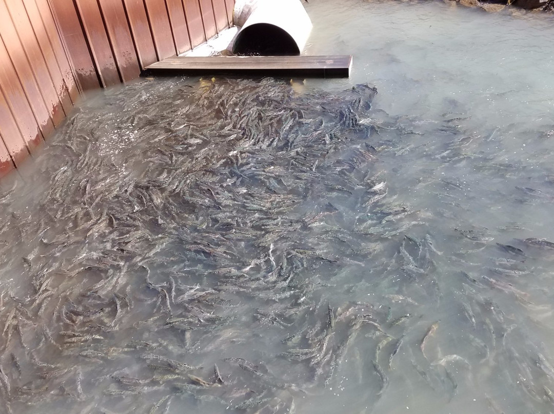 Pullen Creek Stream Walk-史凯威必去景点