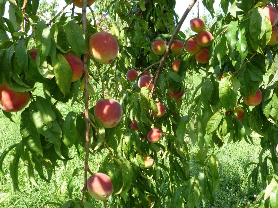 March Farms-Bethlehem必去景点