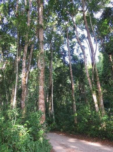 Ngezi Forest Reserve-奔巴岛必去景点