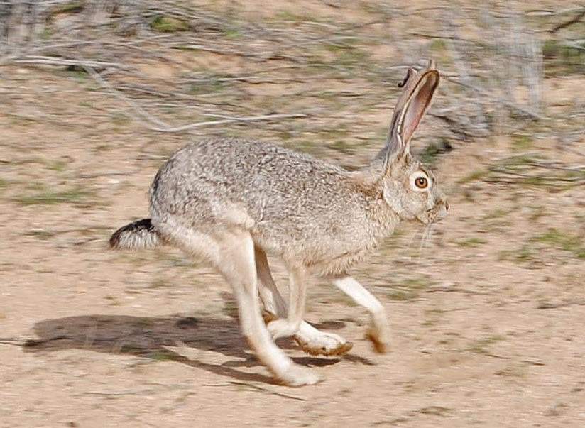 Prime Desert Woodland Preserve-兰开斯特必去景点