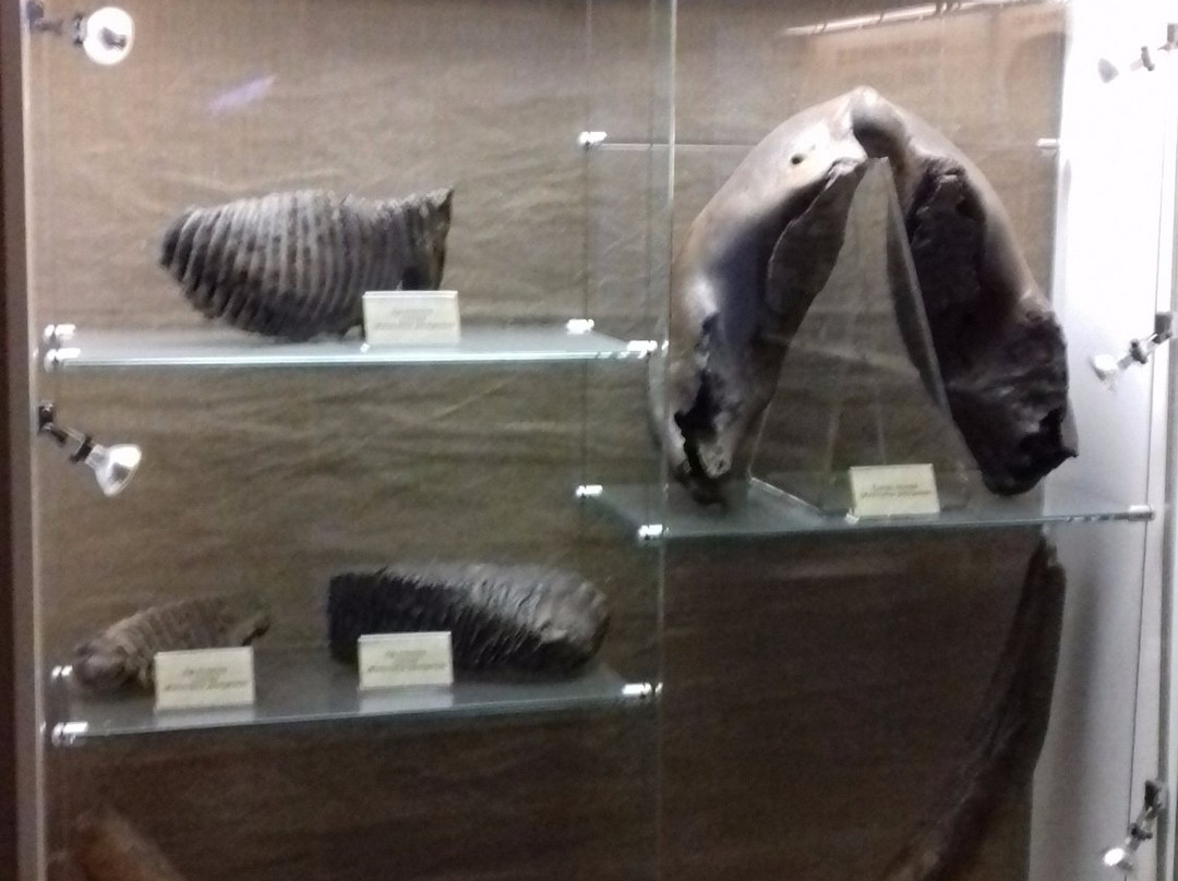 Muzeum Przyrodnicze景点图片