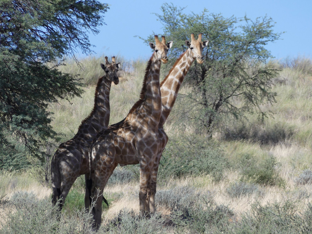 Africa Explore Safaris-开普敦必去景点