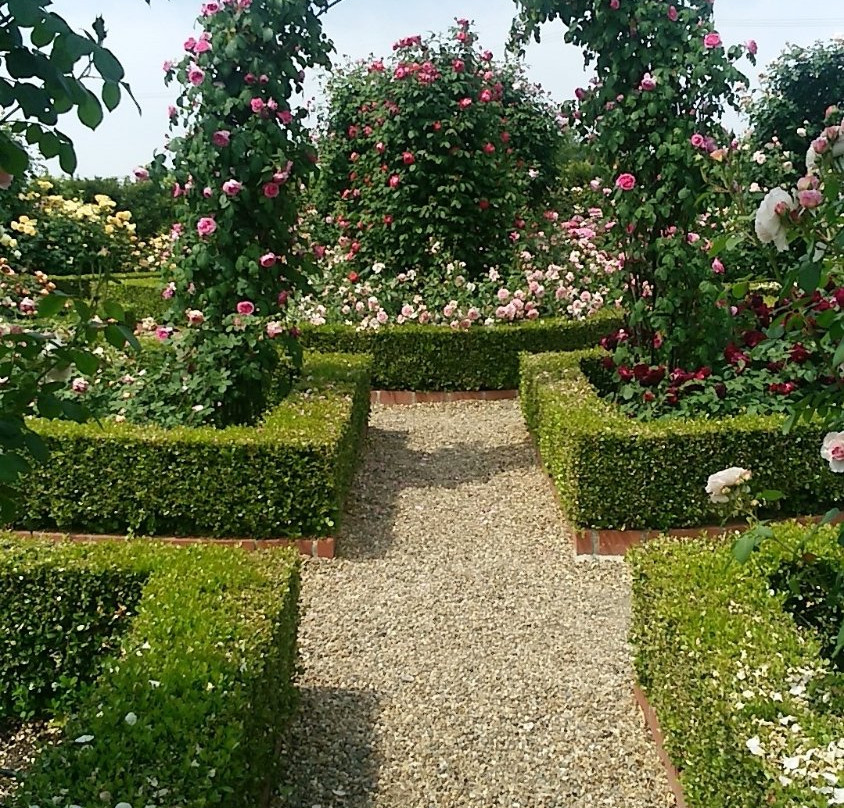 Hanasaki Farm / David Austin Roses-泉南市必去景点