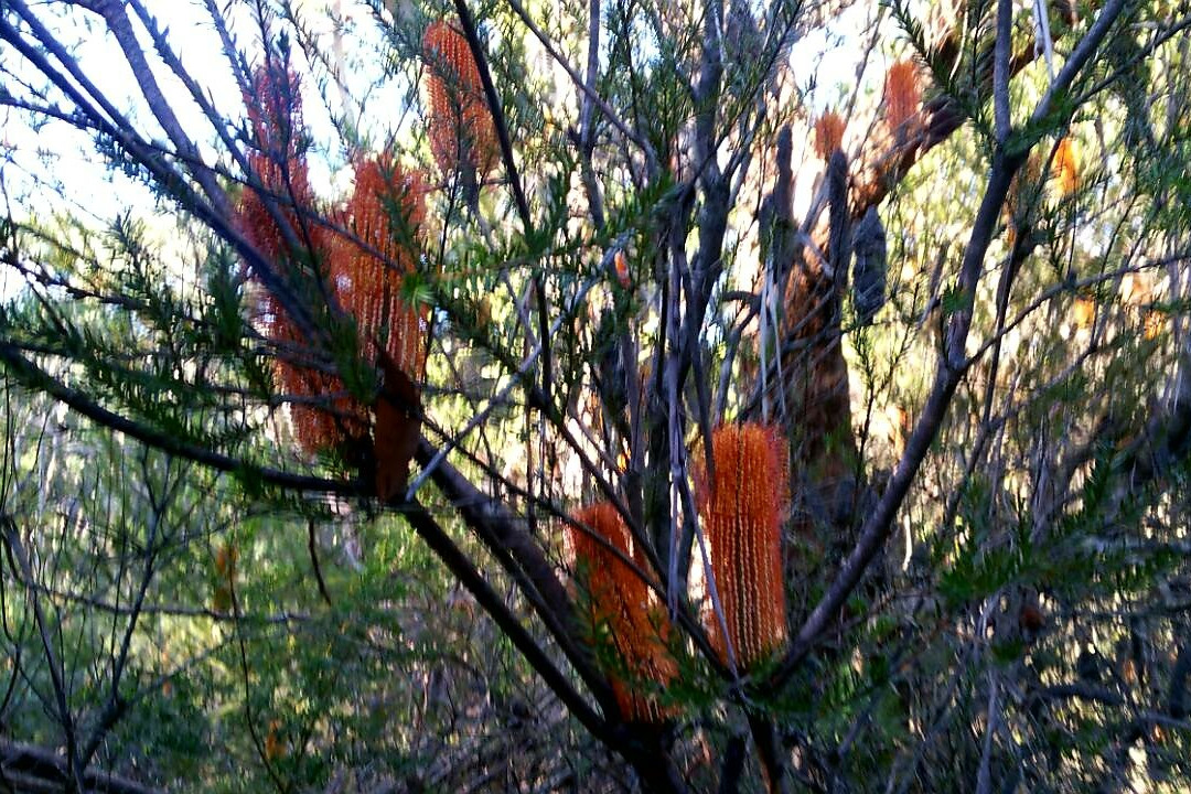 Heathcote National Park-Heathcote必去景点